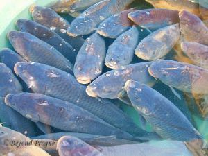 A load of carp awaiting a buyer.