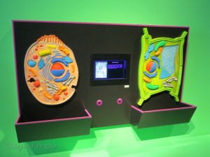 Models of animal and plant cells in the Microworld section.