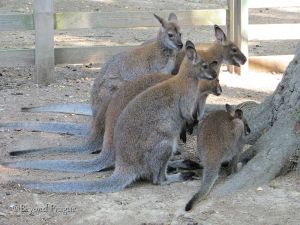 The small kangaroos which live in the chateau park.